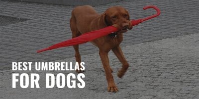 best umbrellas for dogs