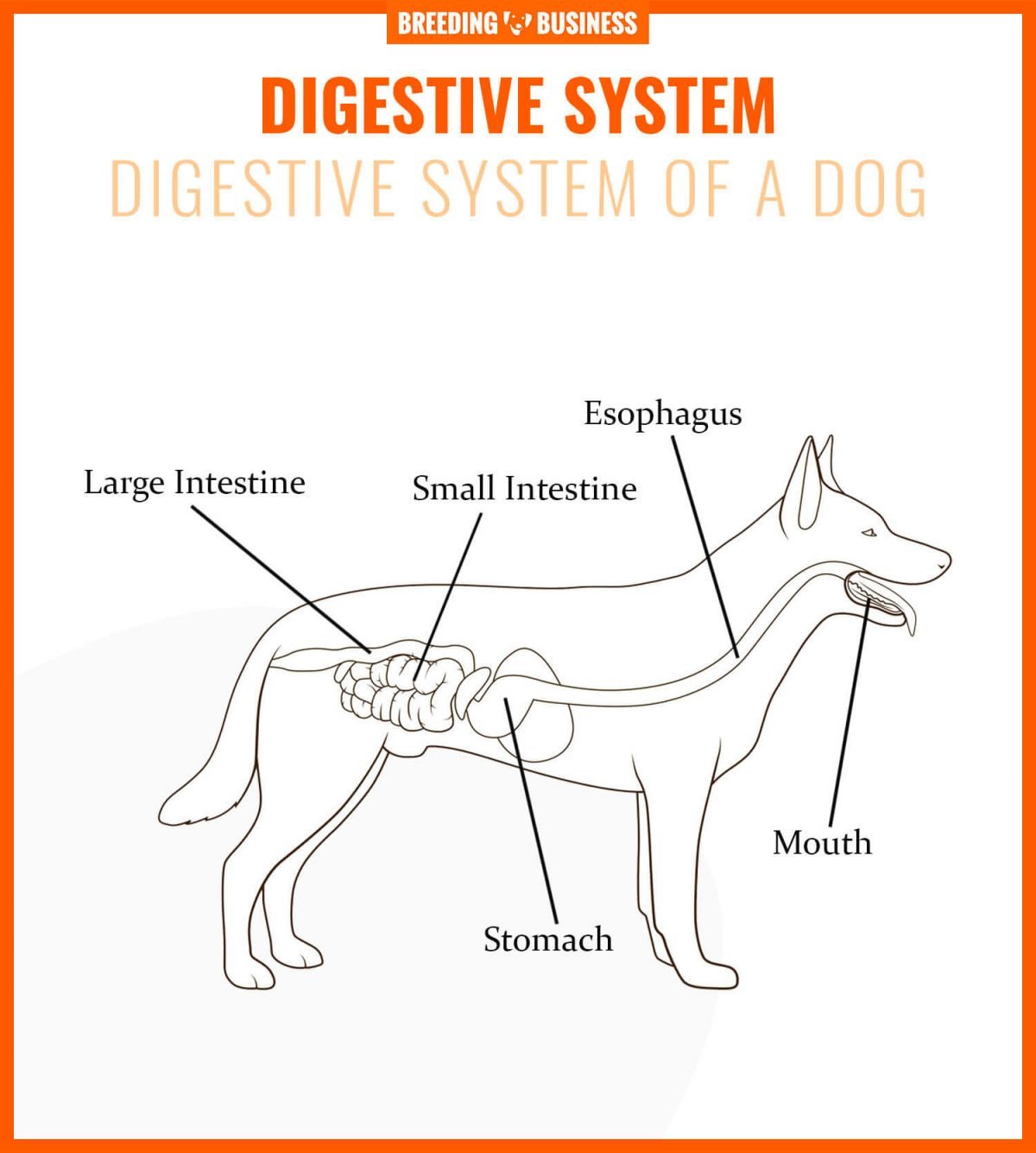 dog digestive system diagram