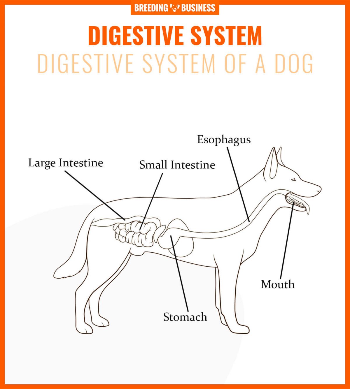 how long are the intestines of a dog