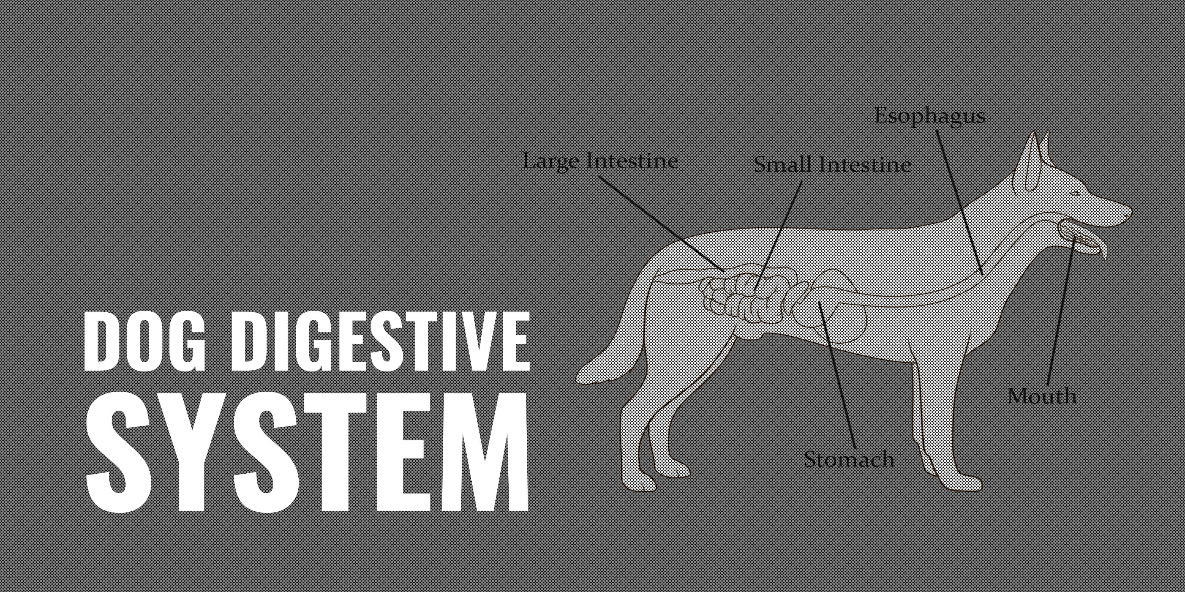 dog digestive system