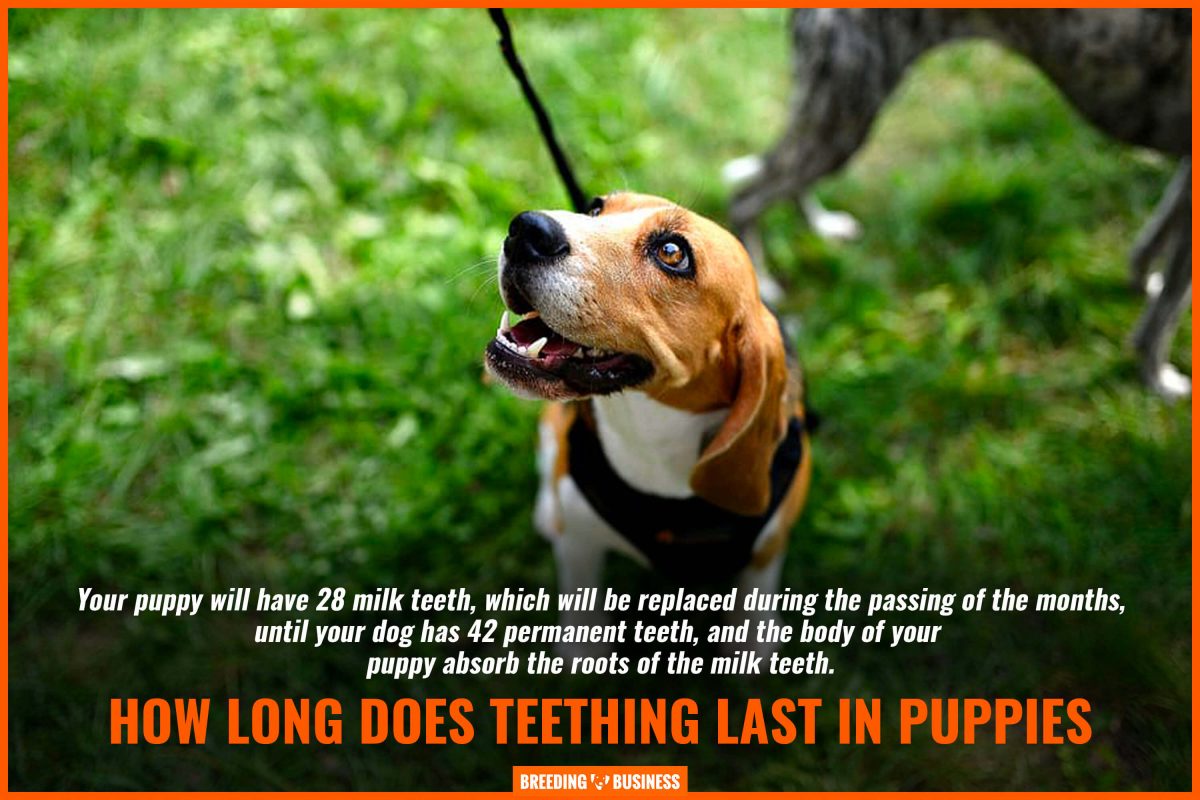 how long does teething last in puppies