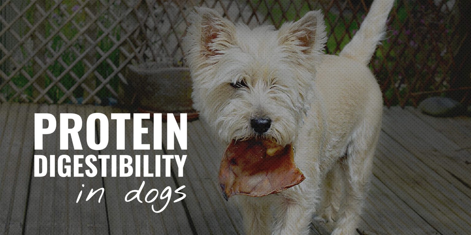 Curated visual reference: Improved Digestibility Dog Food With Resveratrol And Beetroot Reference: Protein Digestibility In Dogs