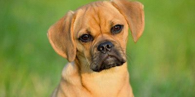 Puggle (dog breed profile)