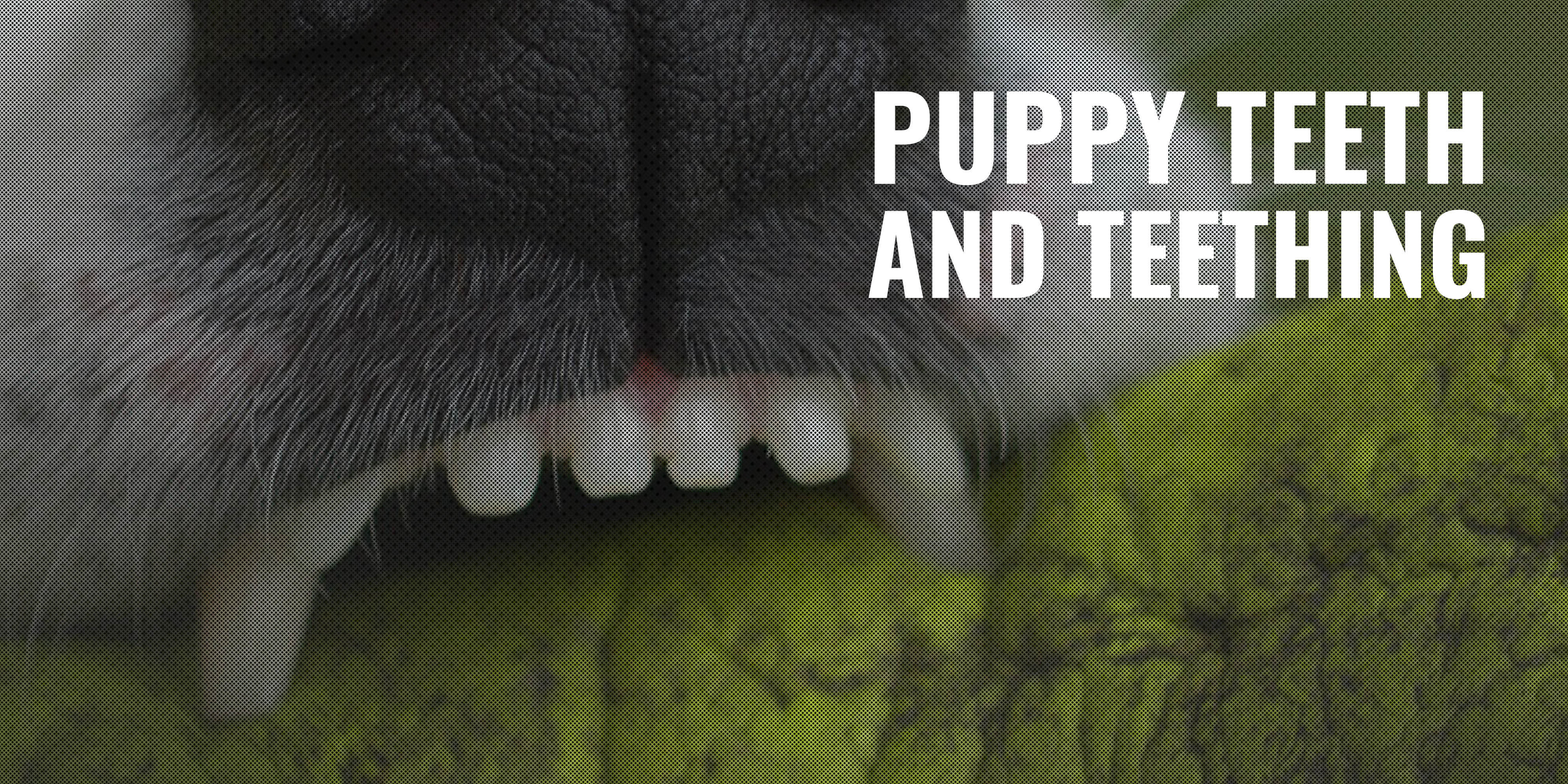 puppy teeth and teething