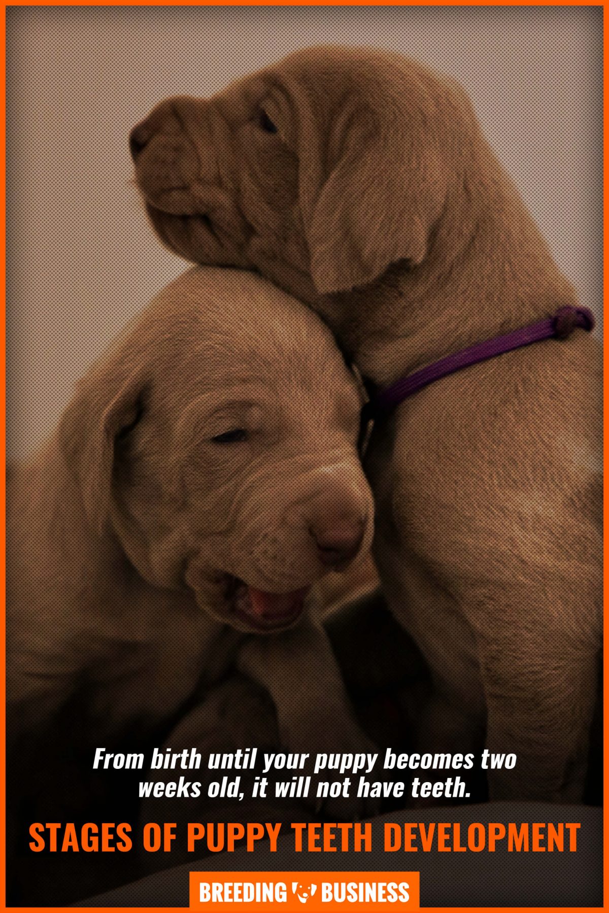 stages of puppy teeth development