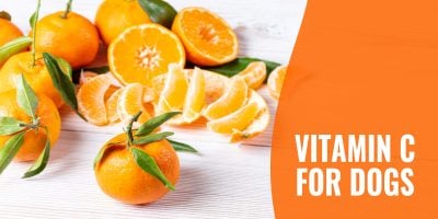 vitamin c for dogs