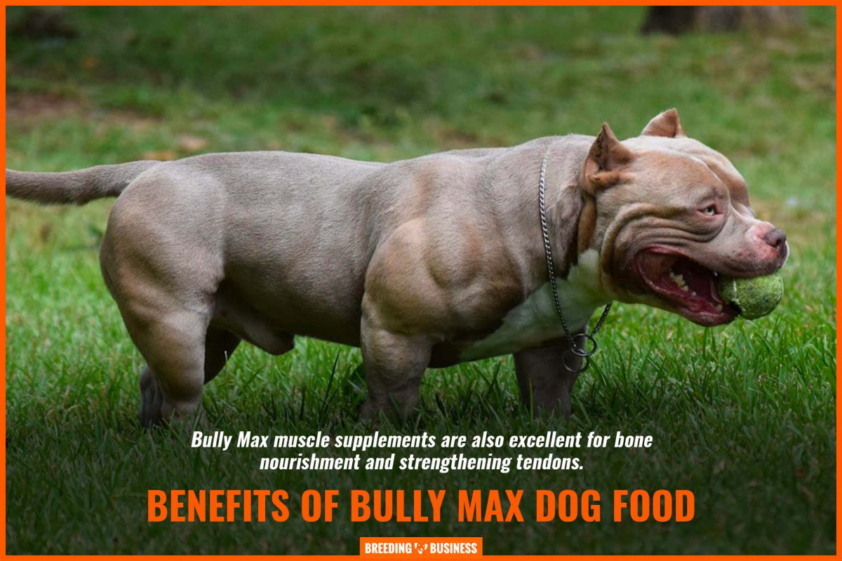 bully dog food