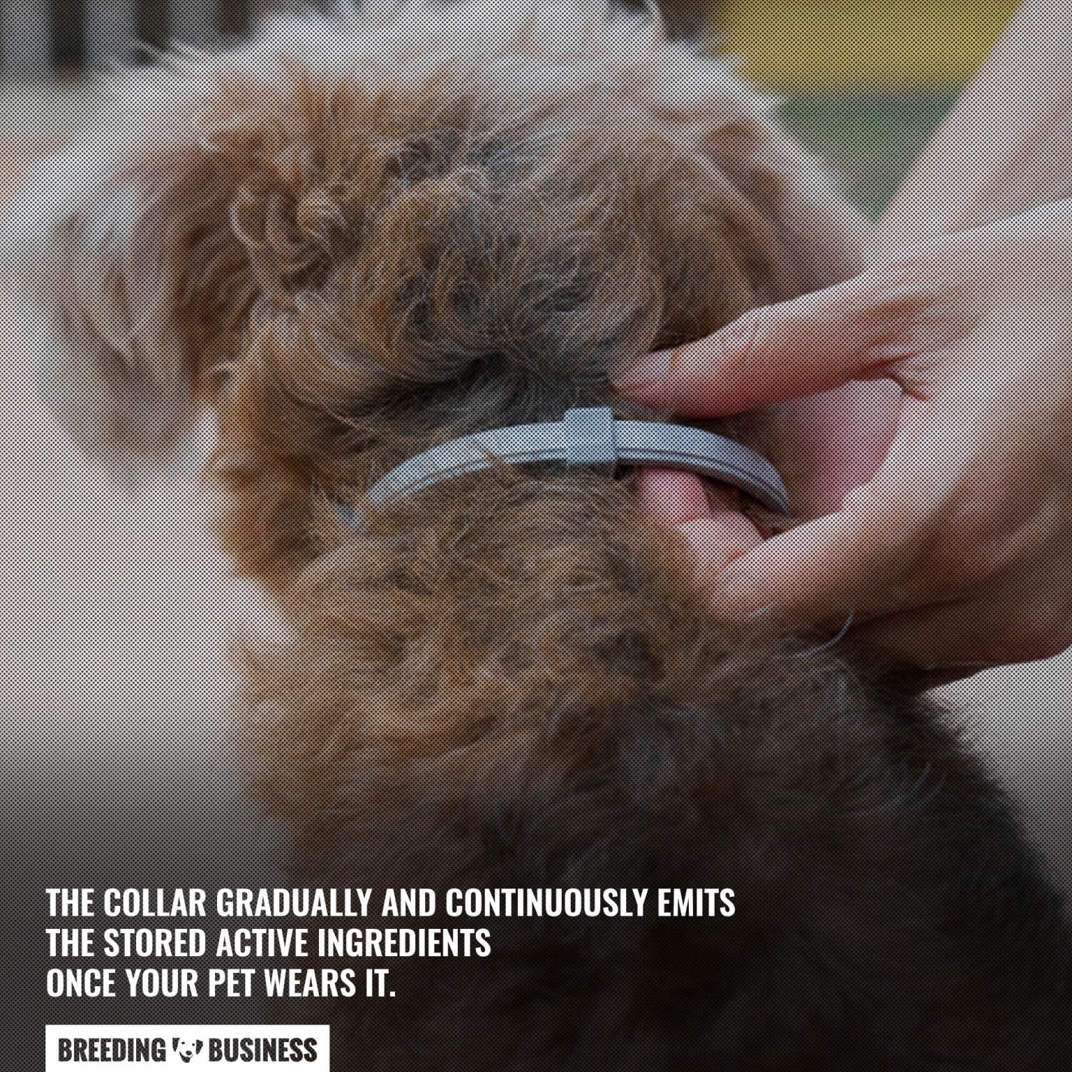Seresto Dog Flea Collar Review, Ingredients, Pros & Cons — Breeding
