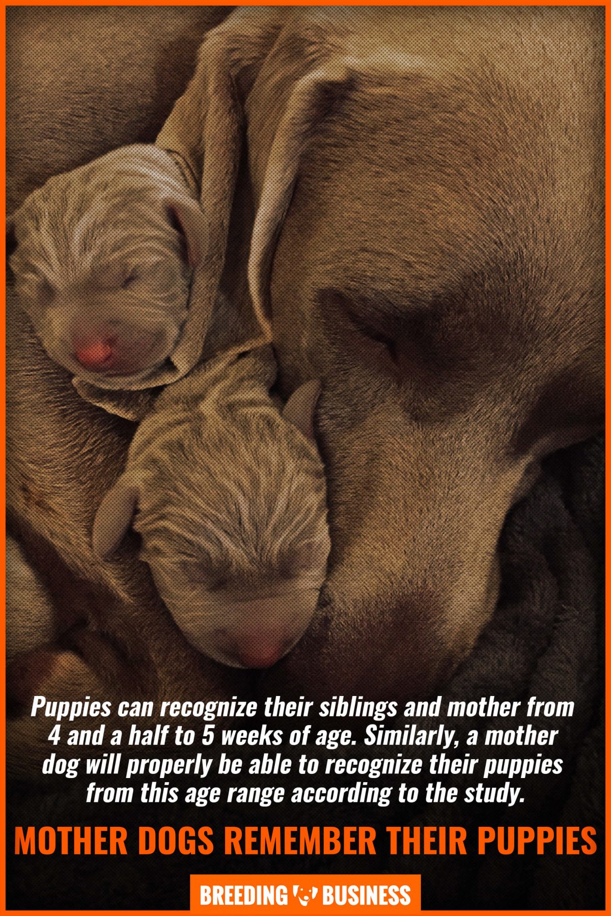 mother dogs remember their puppies