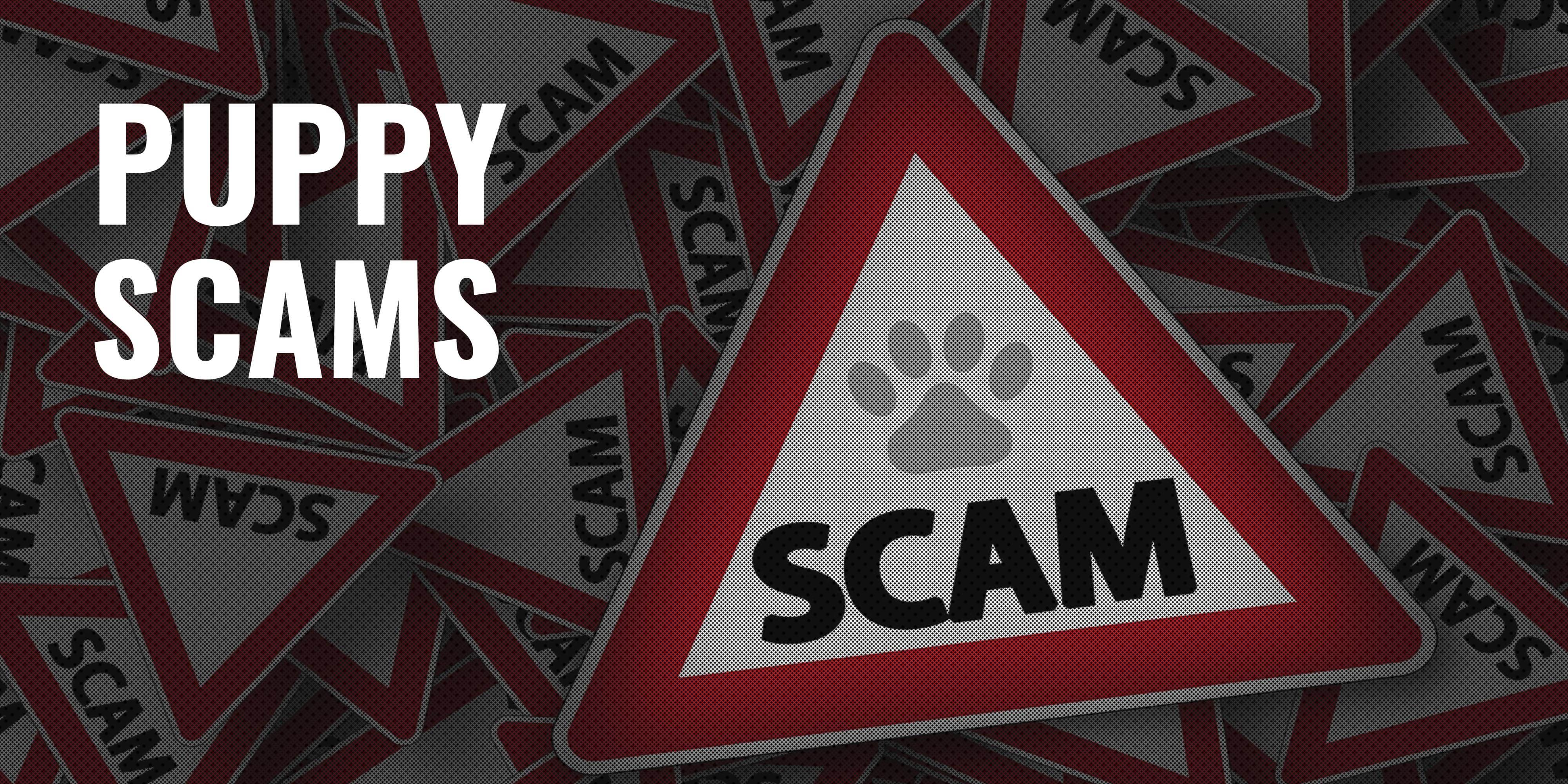 puppy scams