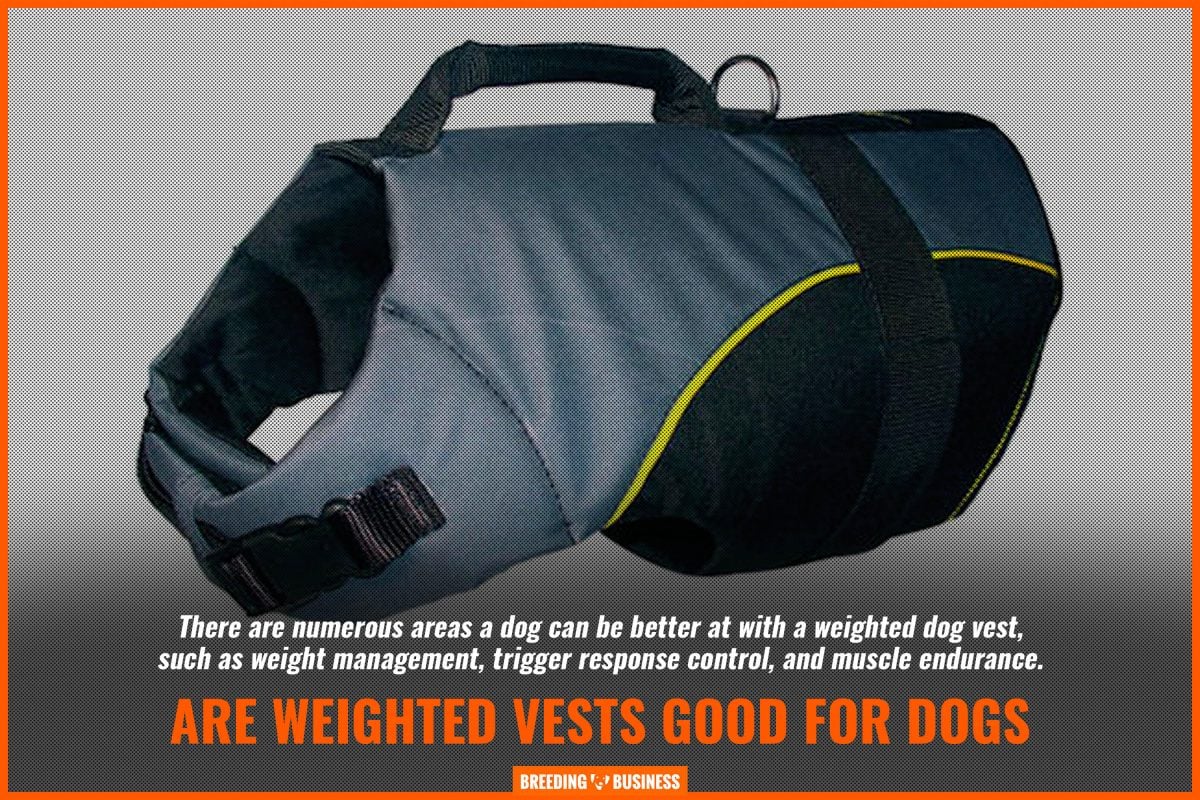 are weighted vests good for dogs