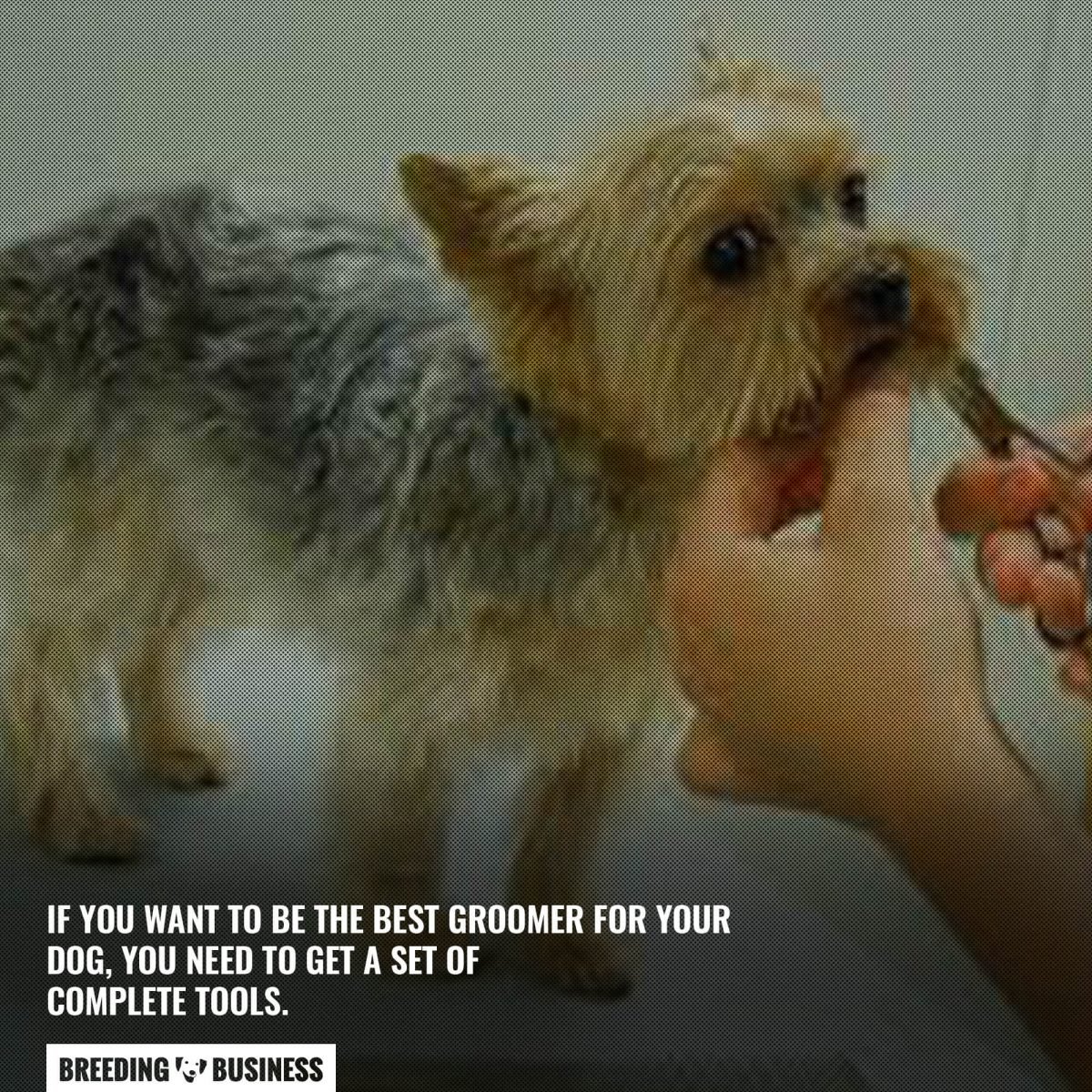 be the best dog groomer for your dog