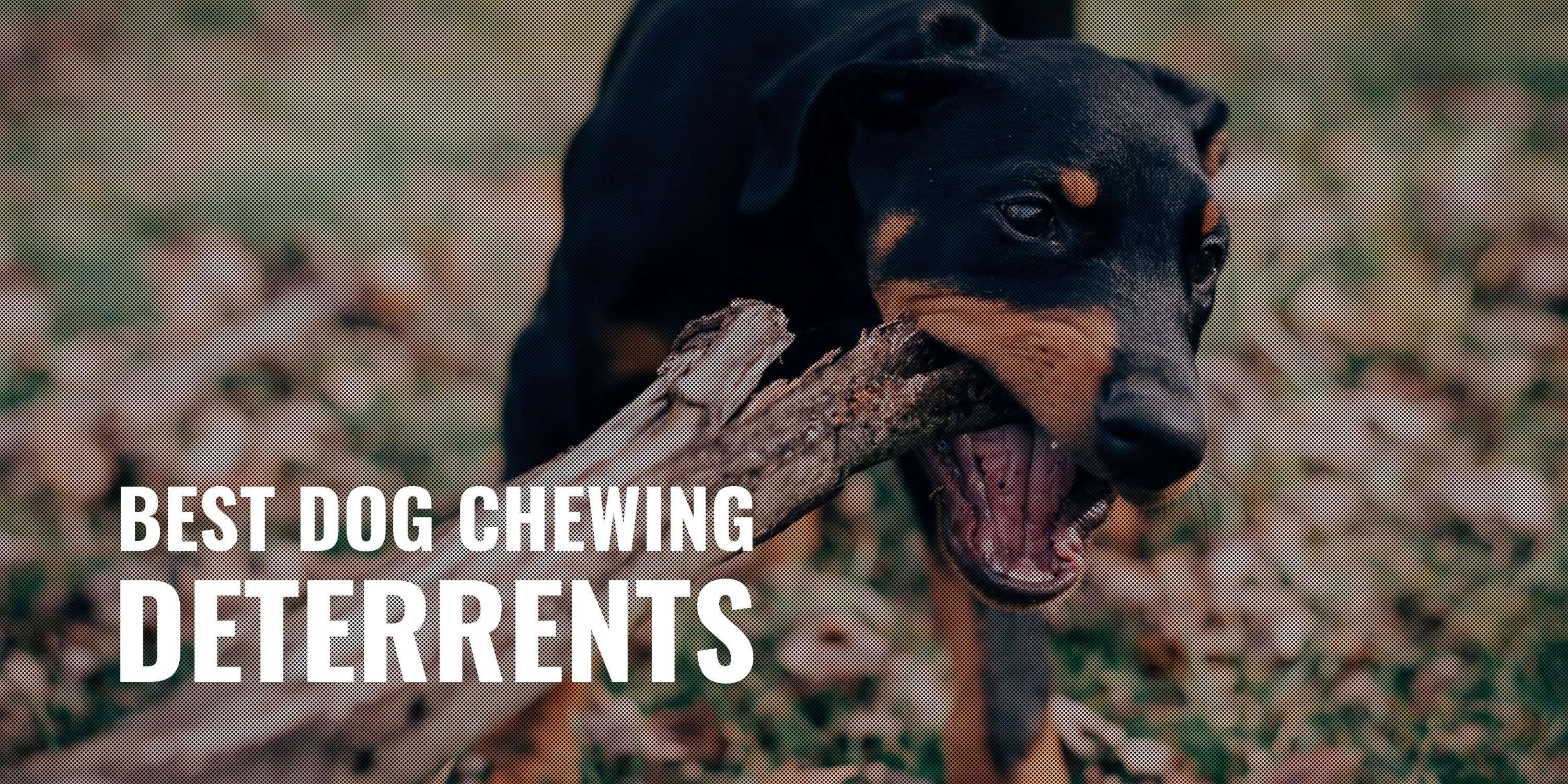 best dog chewing deterrents