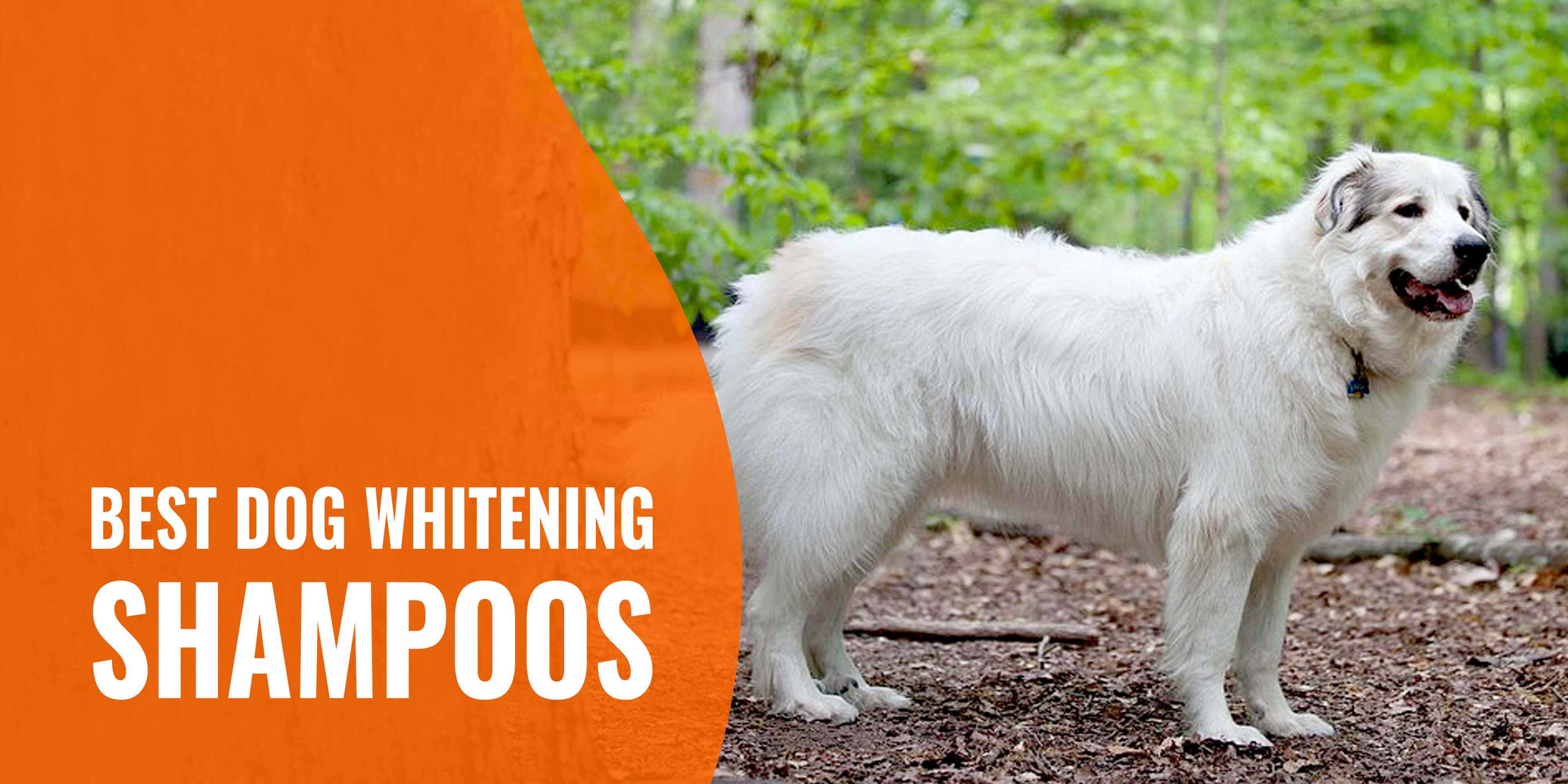 white on white dog shampoo