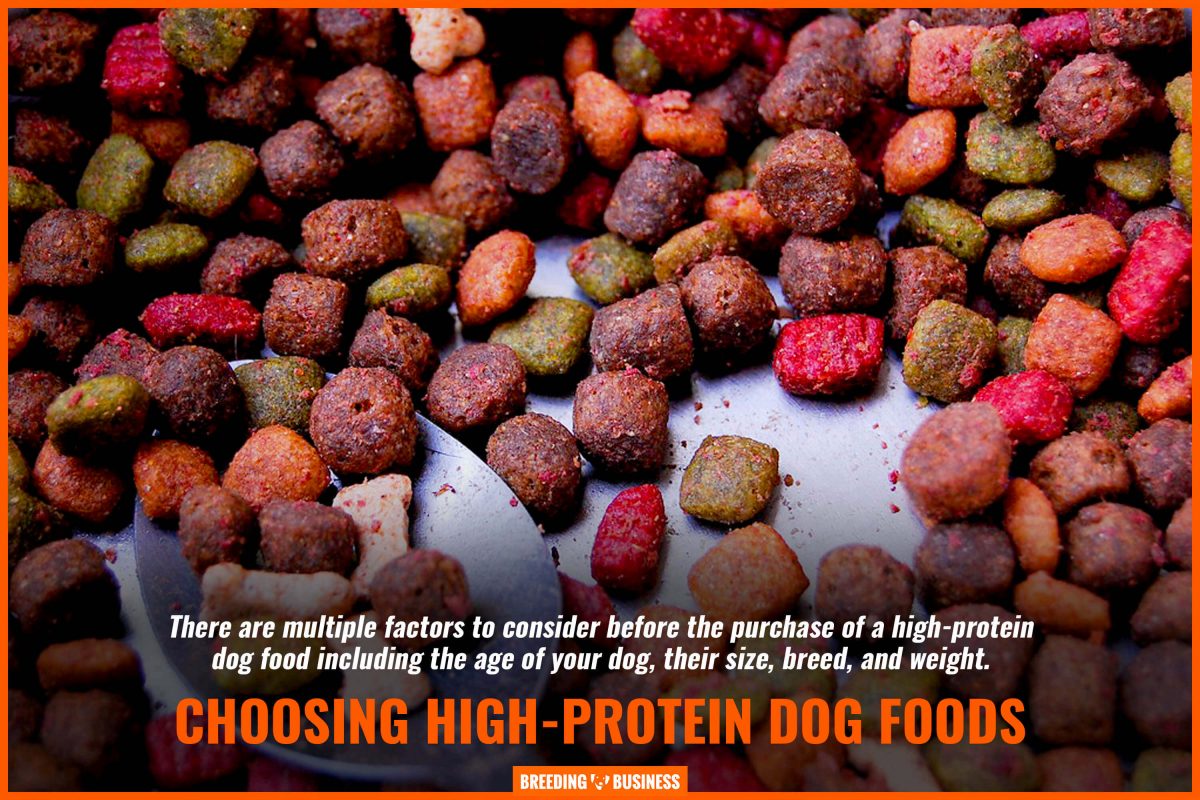 10 Best High-Protein Dog Foods - Factors To Consider ...