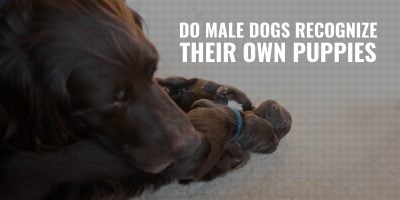 do male dogs recognize their own puppies