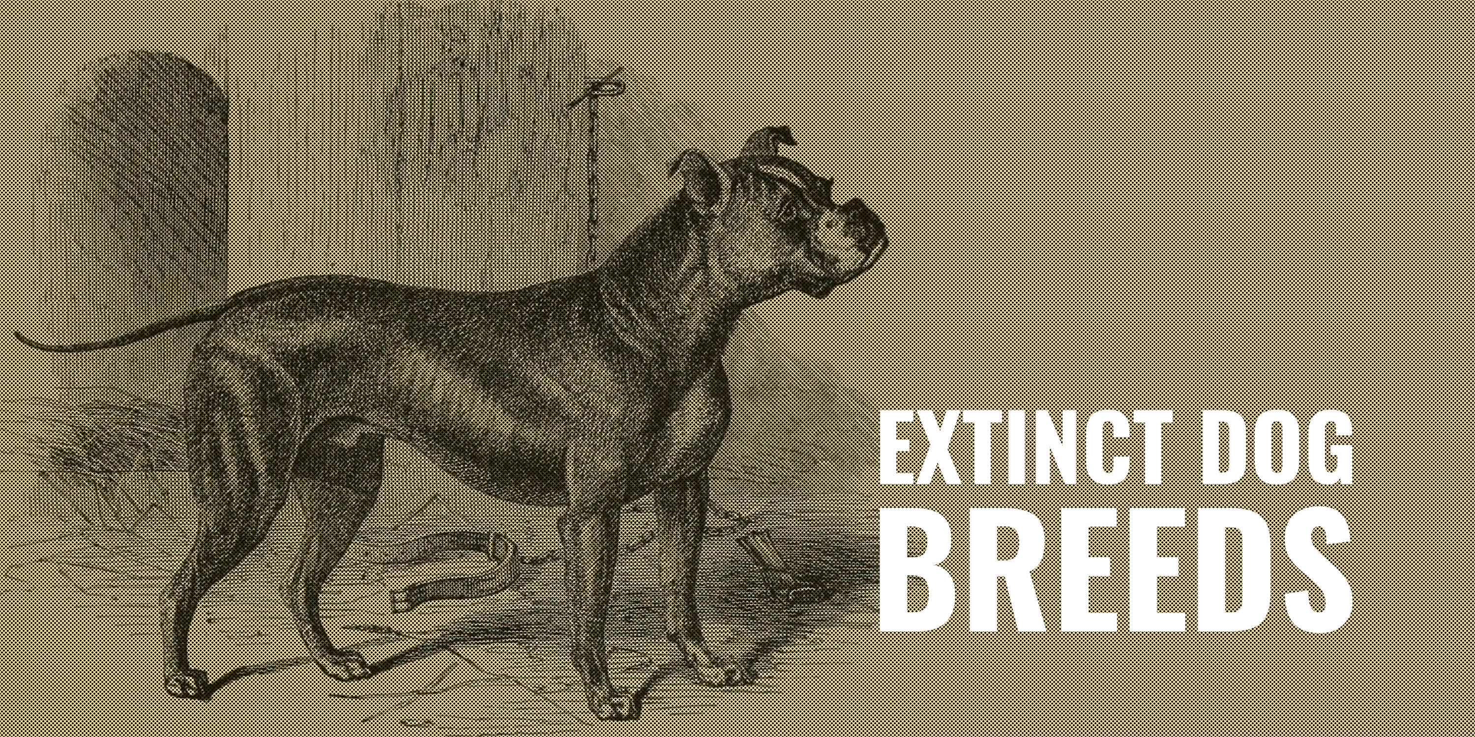 Extinct Dog Breeds Alaunt Braque Du Puy Molossus Chien Gris Faqs