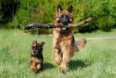 German Shepherd Dog Names – a List of 200 Names for GSD Puppies!
