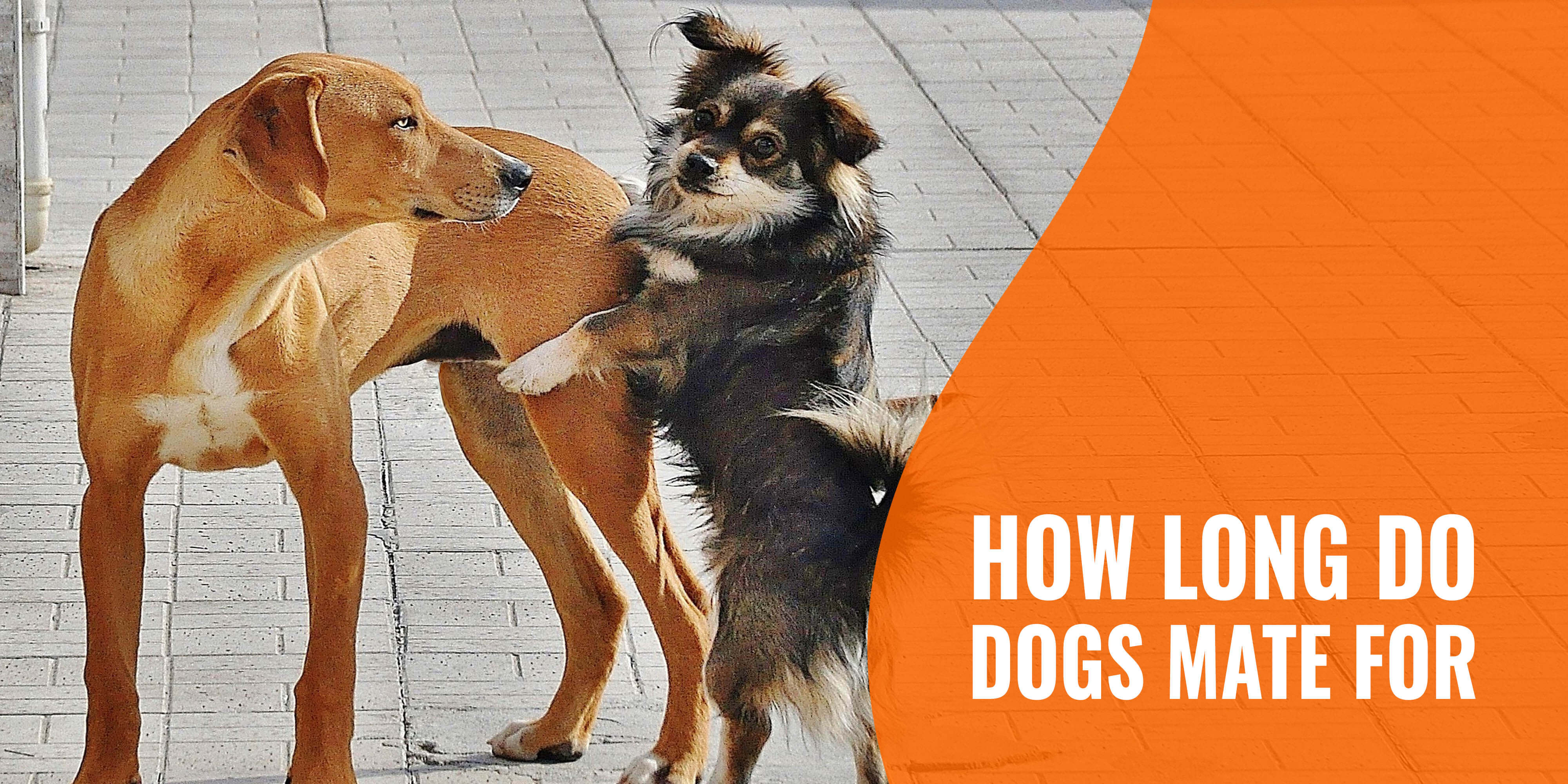 Why do female dogs bleed after mating? – ouestny.com