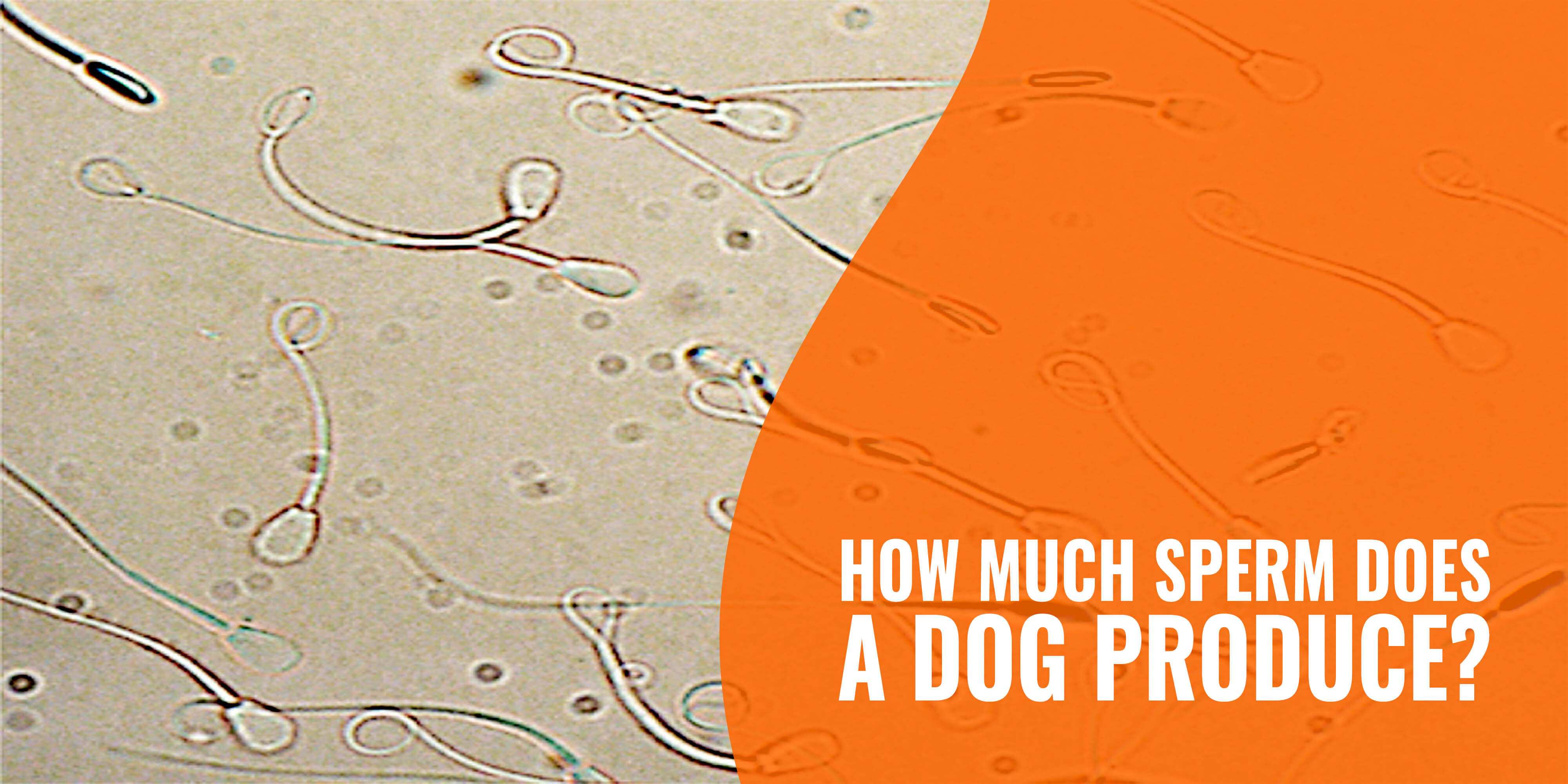 how much sperm does a dog produce