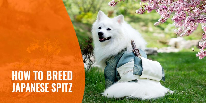 How To Breed Japanese Spitz Temperament Litter Size Health Faqs