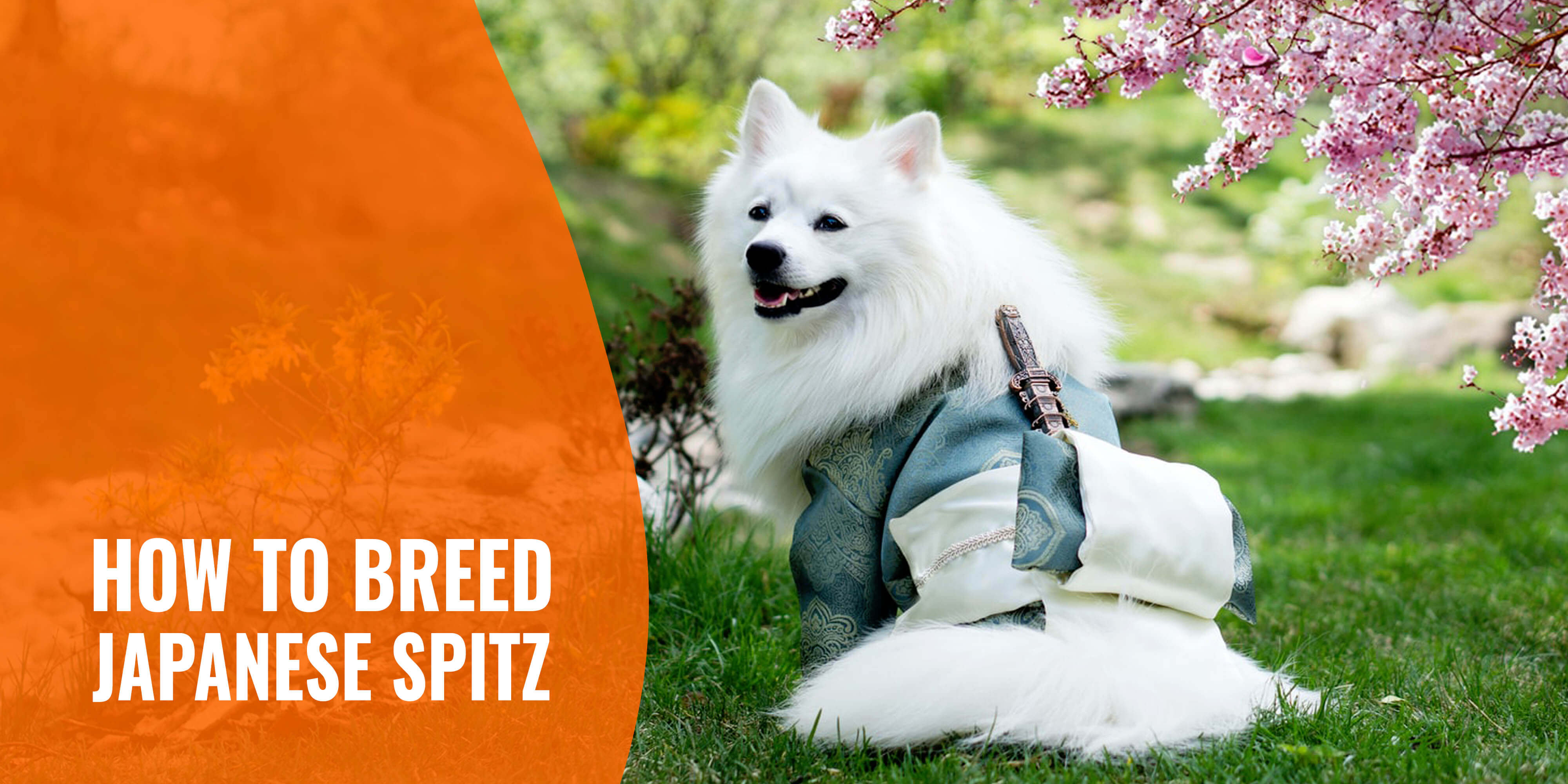 japanese spitz breed standard