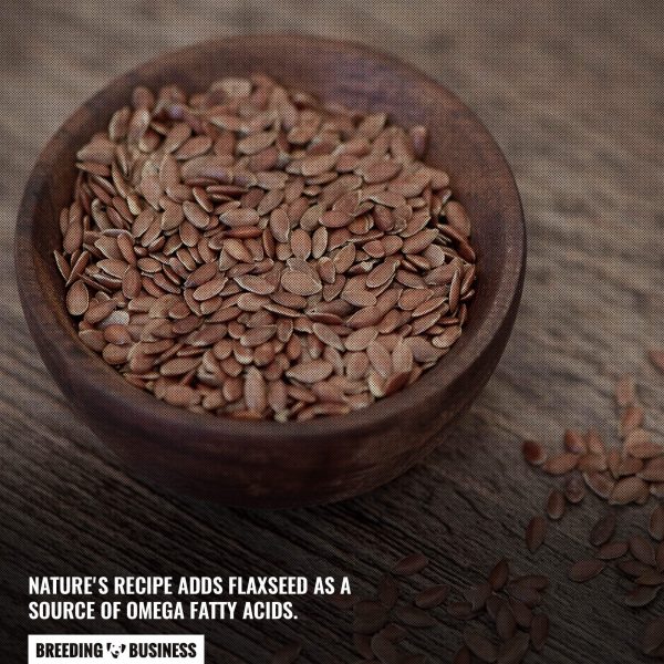 15 Best Dog Foods Without Chicken for Allergic Dogs