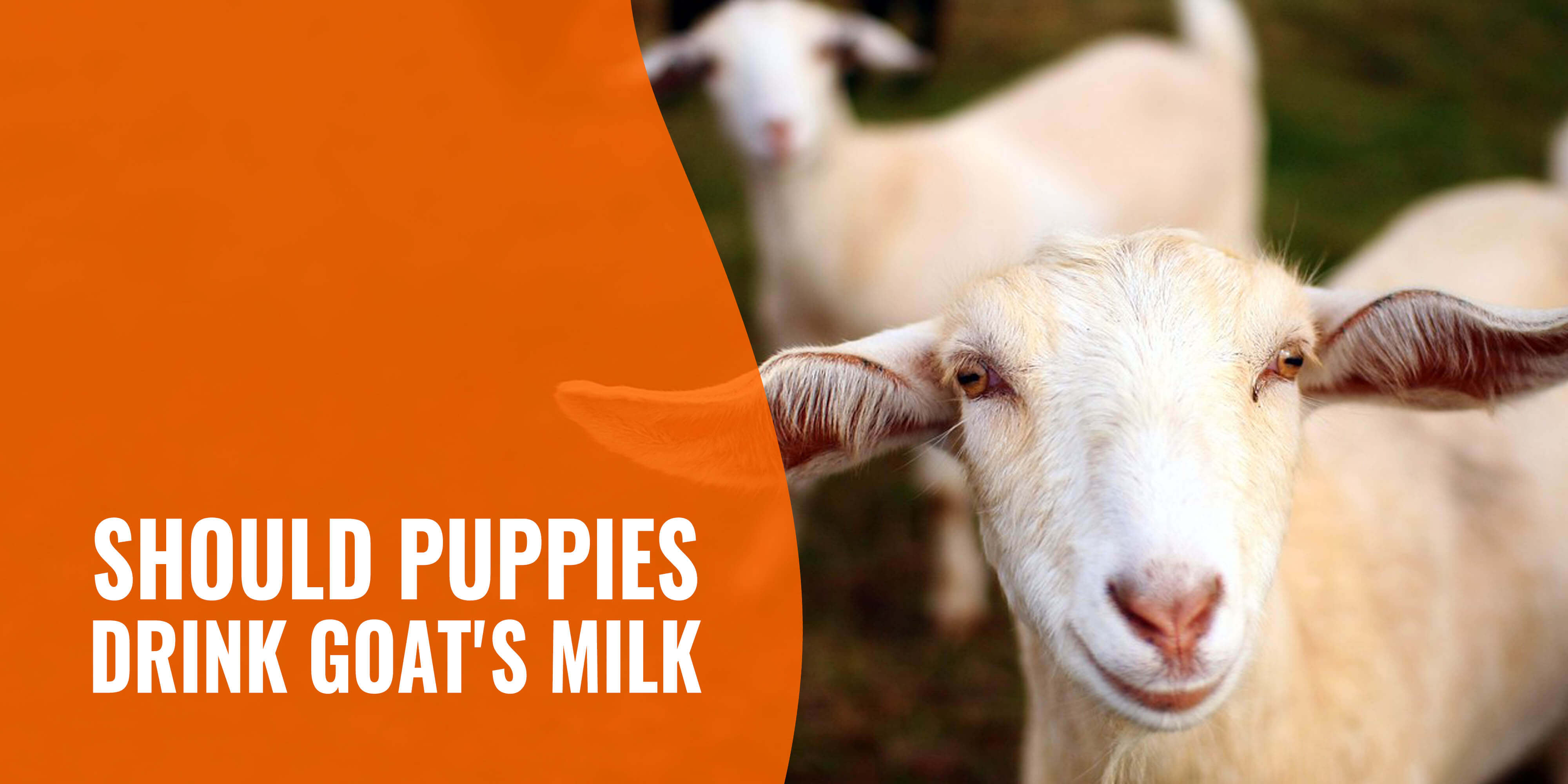 should puppies drink goats milk