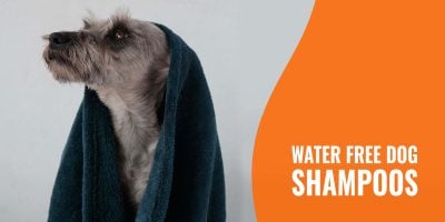 7 Water Free Dog Shampoos – Guide to Waterless Wash for Dogs