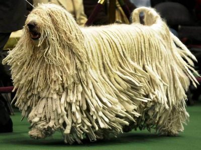 weird dog names
