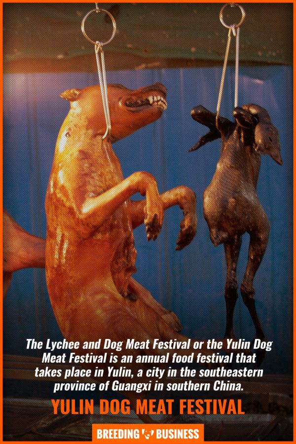 Yulin's Lychee and Dog Meat Festival – What Is It, Outrage &amp; FAQs