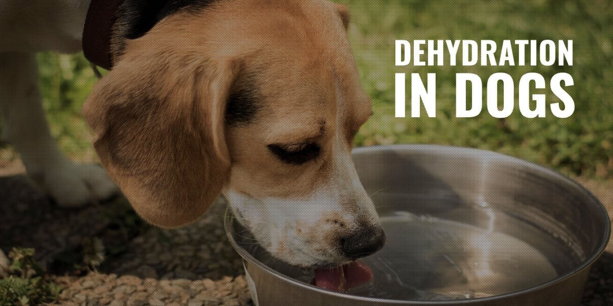 Dehydration In Dogs Causes, Symptoms, Solutions