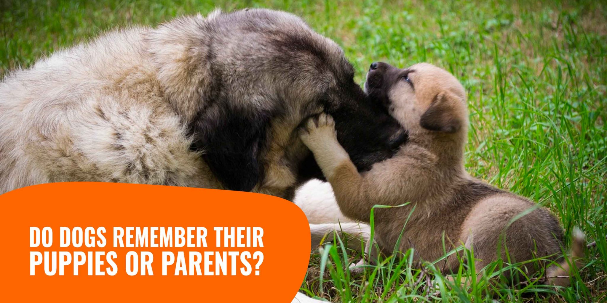 do-dogs-remember-their-puppies-or-parents-after-days-years