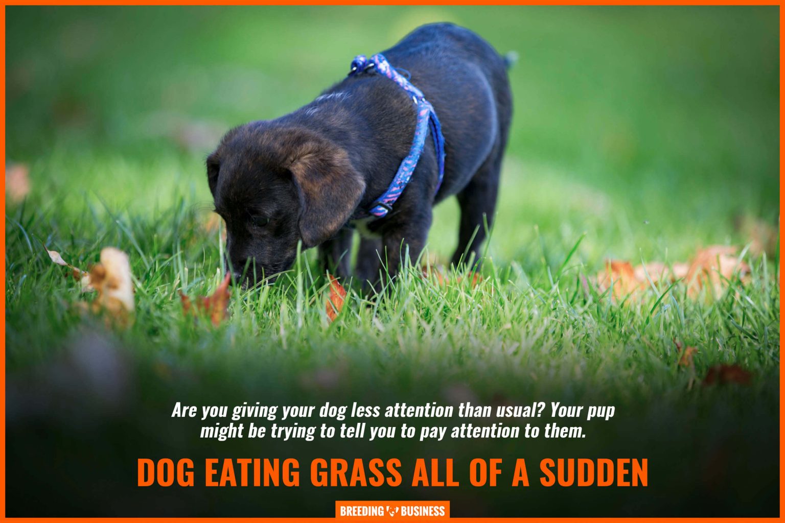 Curated visual reference: Picture Idea: Why Do Dogs Eat Grass