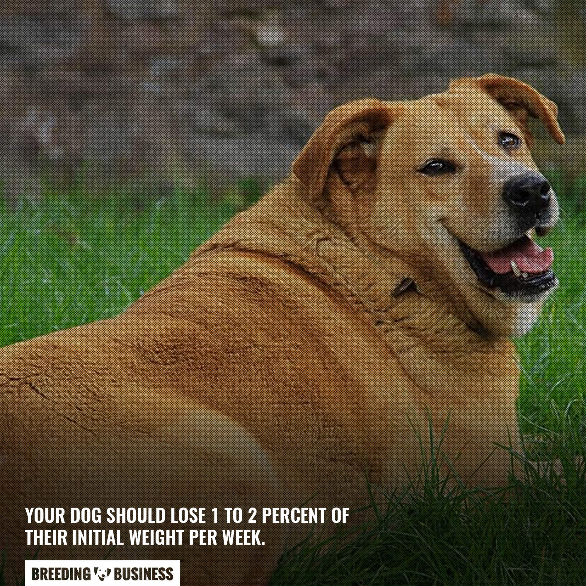 Image showcasing 10 Science-Backed Dog Weight Loss Tips – Carbs, Exercise, Nutrition
