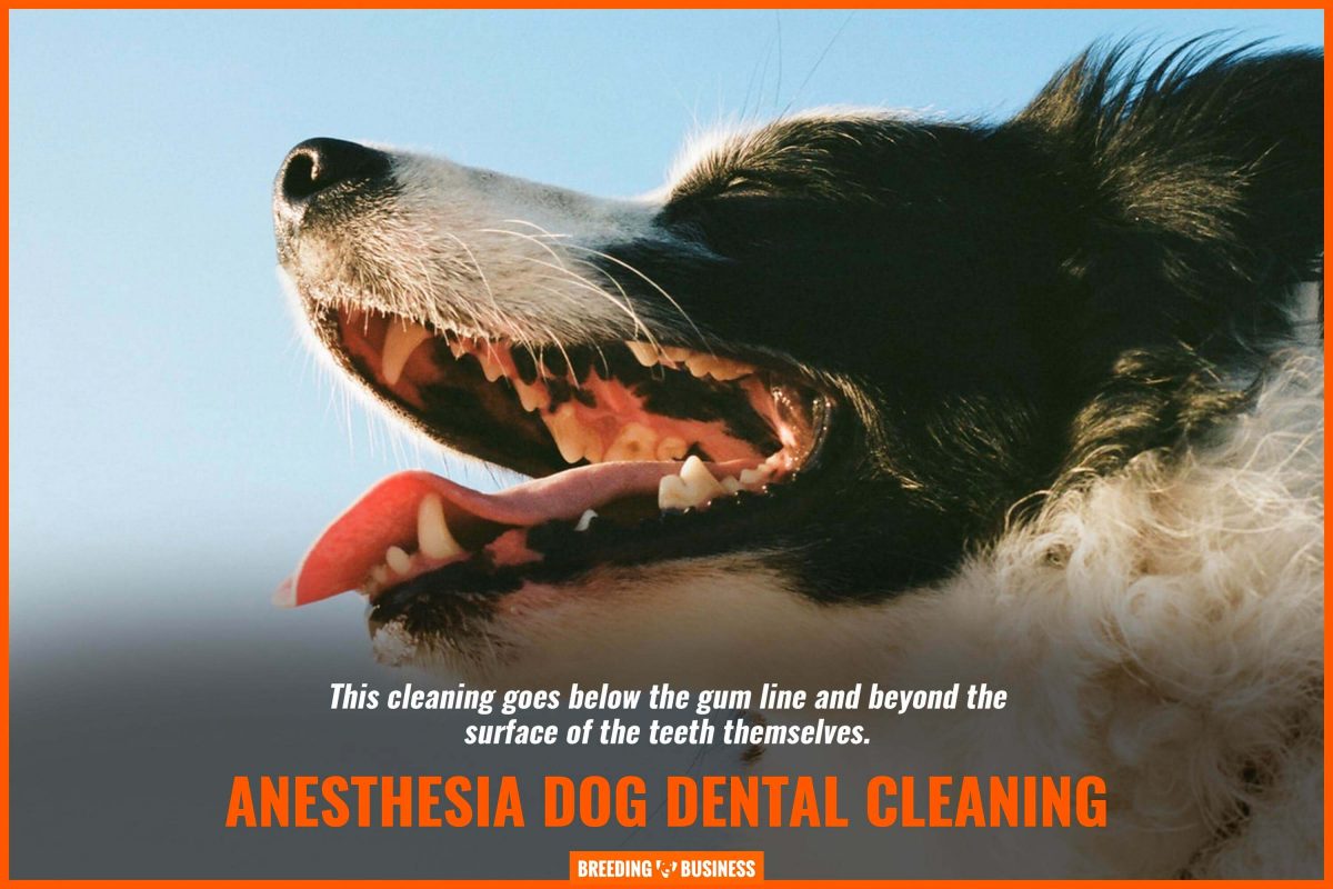 anesthesia dog dental cleaning