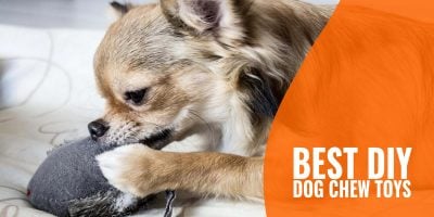 20 Best DIY Dog Chew Toys
