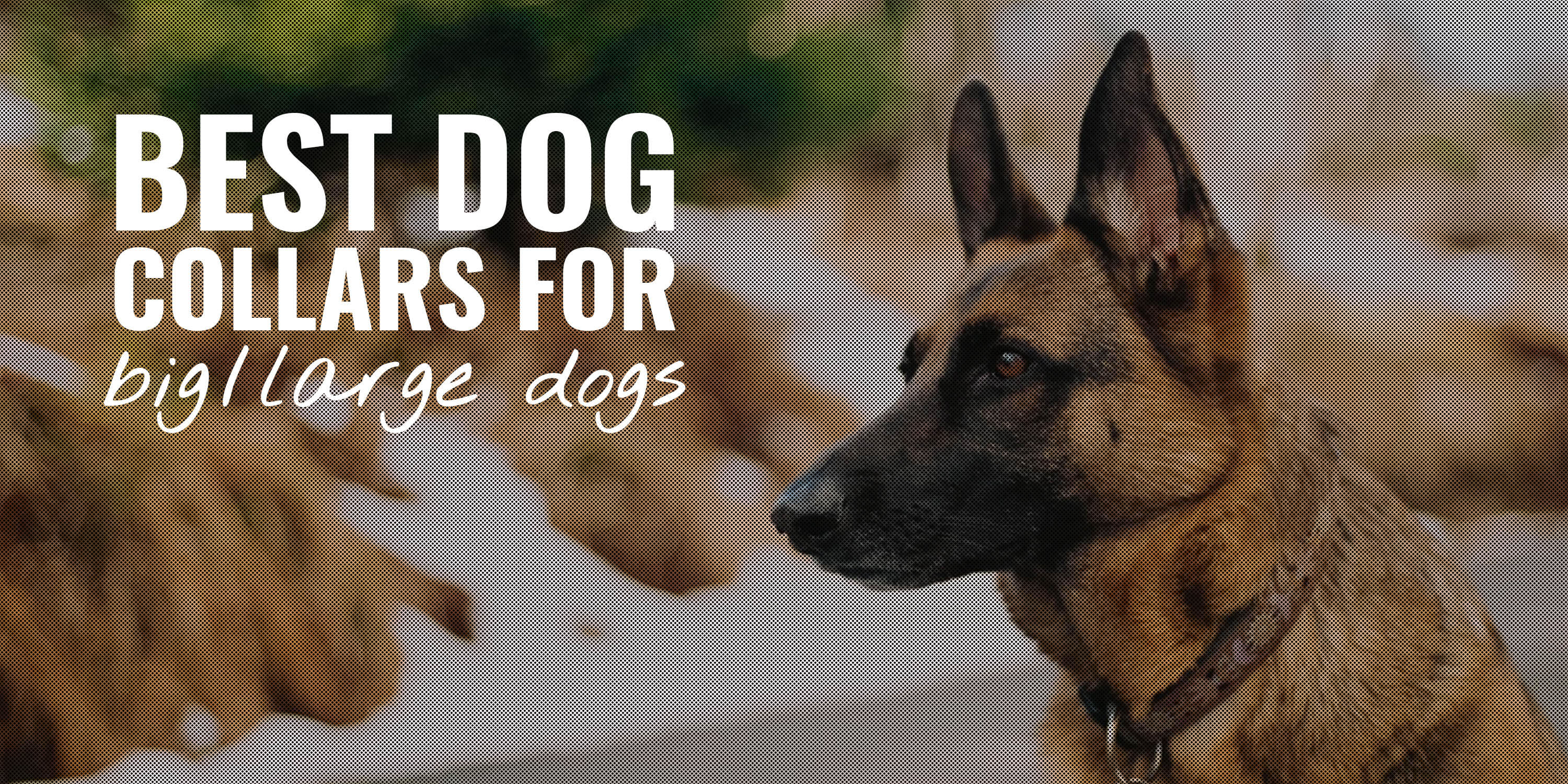 10 Best Dog Collars For Big Dogs - Breeding Business