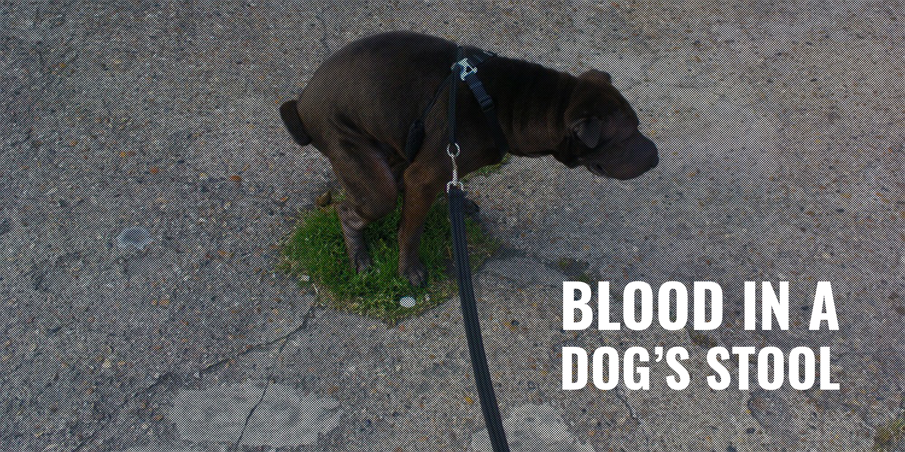 blood in a dogs stool