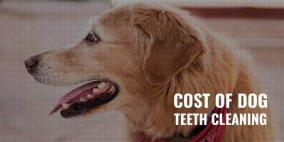 cost of dog teeth cleaning