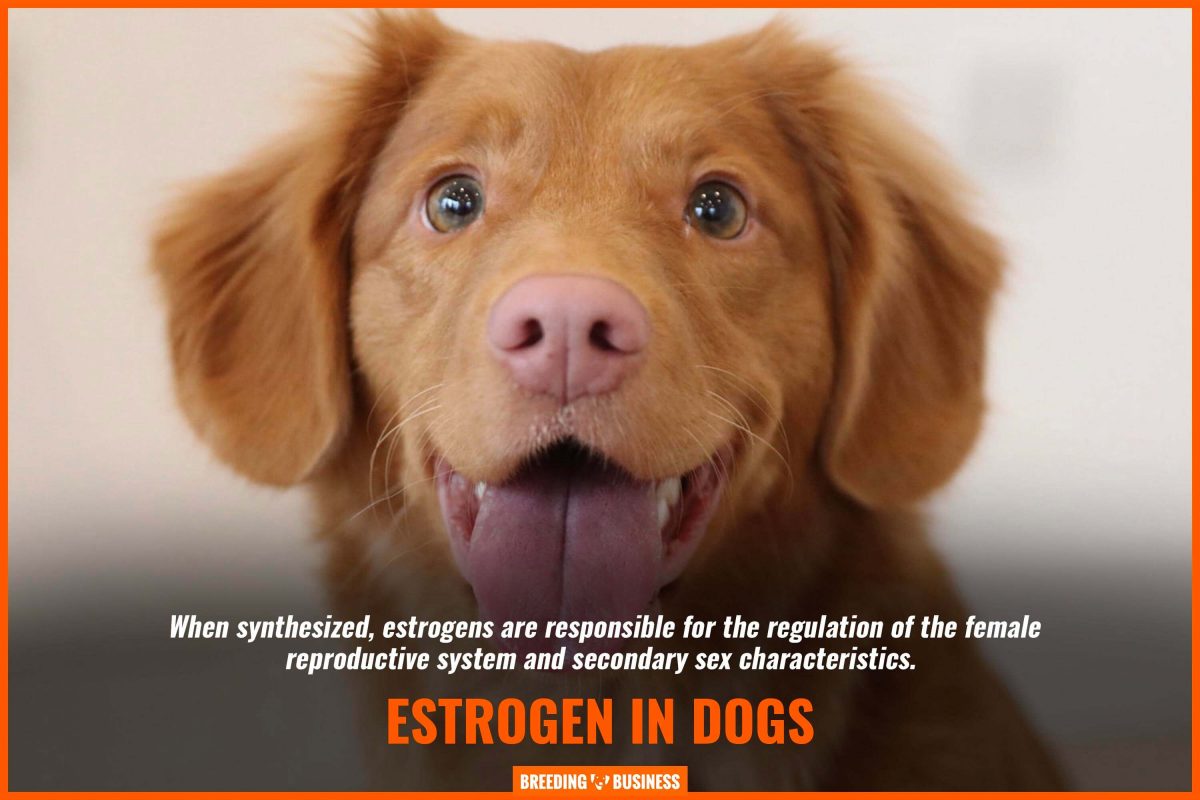 estrogen in dogs