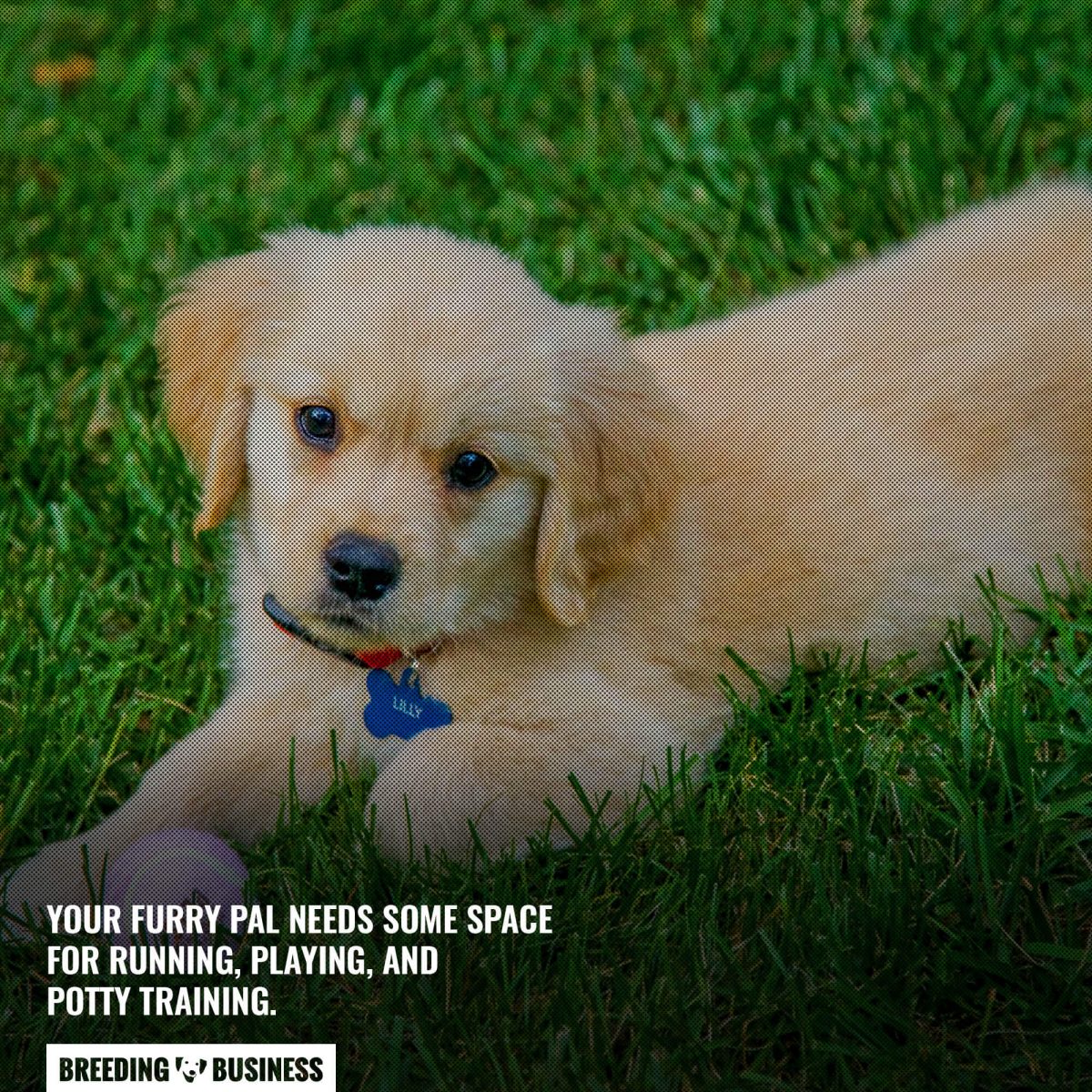 grass space for dogs
