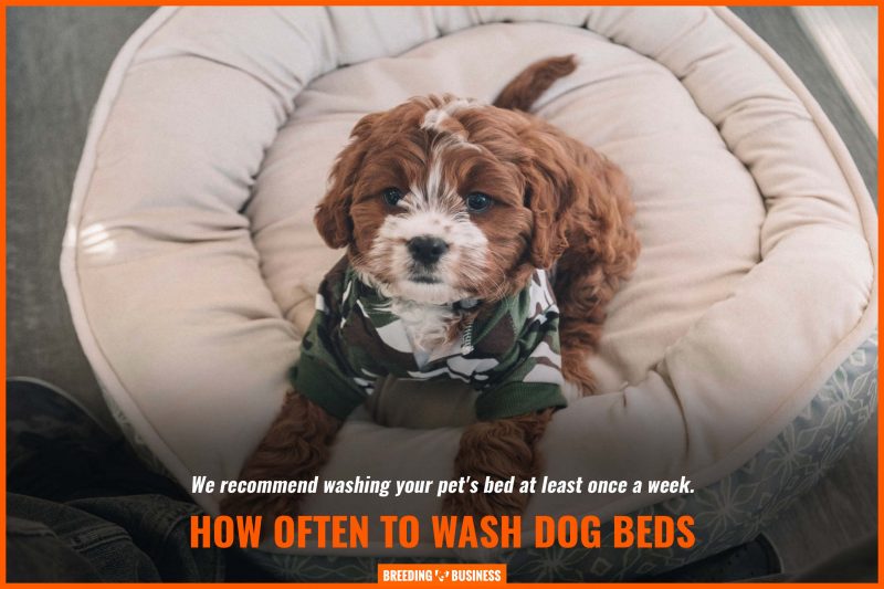 How Often Should Dog Beds Be Washed? Influencers, How & FAQs