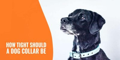 How Tight Should a Dog Collar Be?