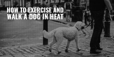 How to Exercise and Walk a Dog in Heat