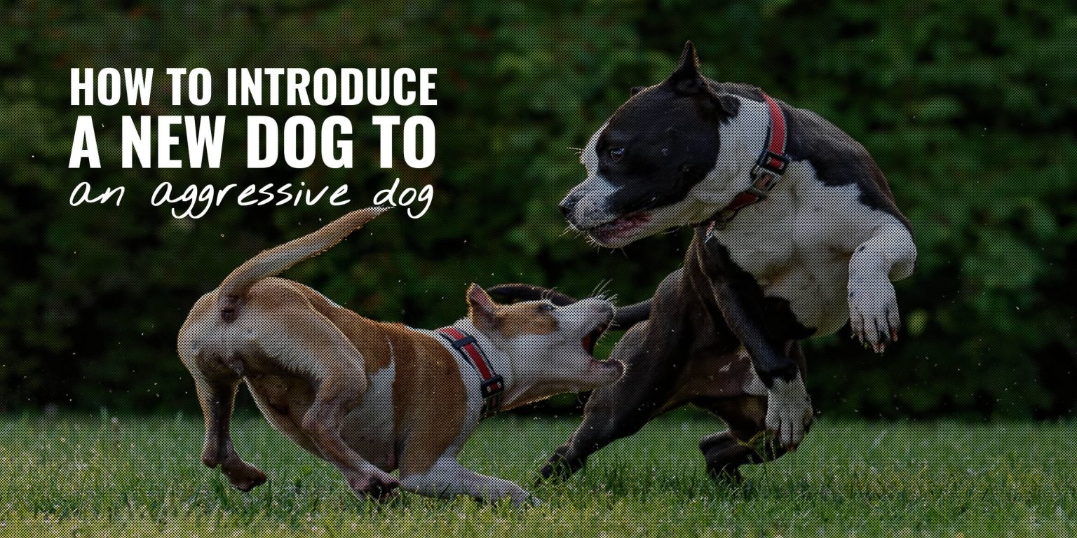 View of How To Introduce a New Dog To an Aggressive Dog? (Safely!)