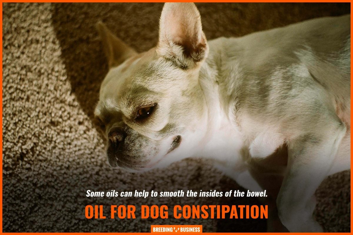 oil for dog constipation