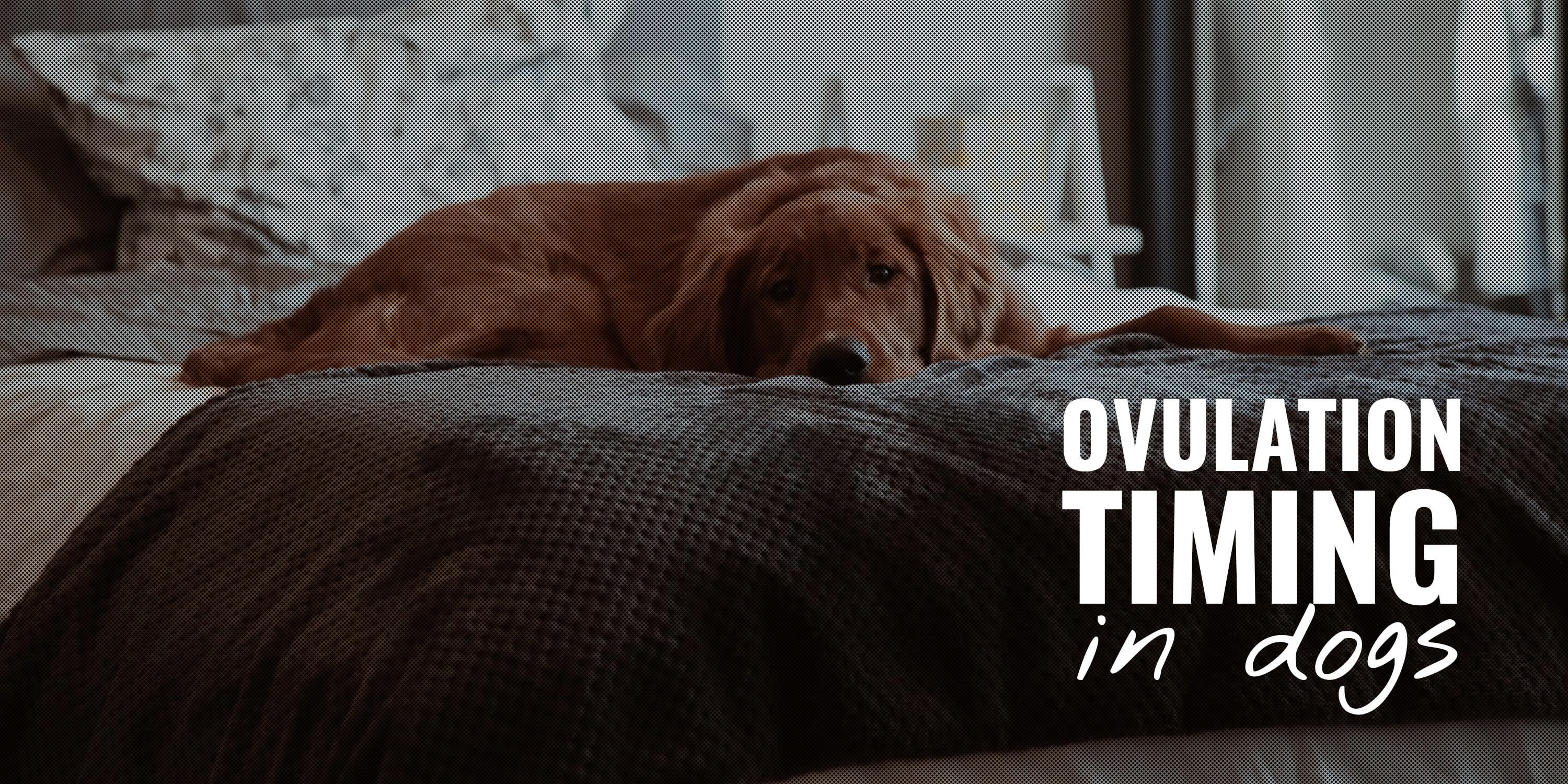 ovulation timing in dogs