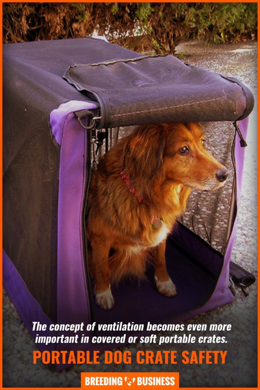 10 Best Portable Dog Crates – Materials, Safety, Size, Brands & FAQ