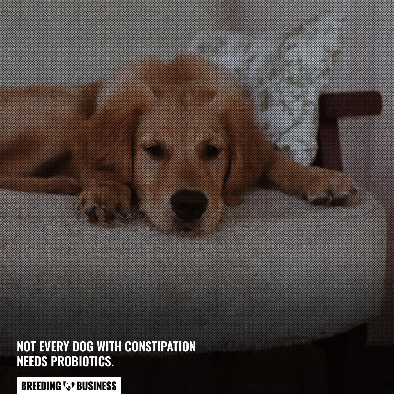 Photo inspiration: Visual Reference: What To Give A Constipated Dog
